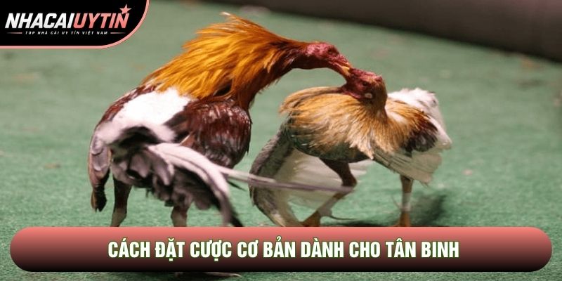 Cách đặt cược cơ bản dành cho tân binh
