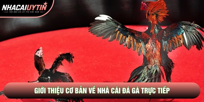 Giới thiệu cơ bản về nhà cái đá gà trực tiếp Giới thiệu cơ bản về nhà cái đá gà trực tiếp