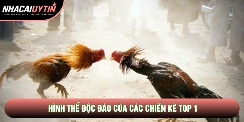 Hình thể độc đáo của các chiến kê top 1 Hình thể độc đáo của các chiến kê top 1