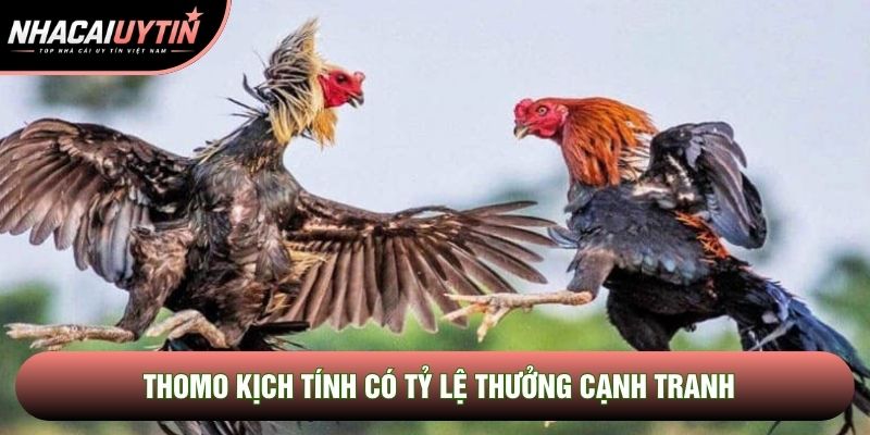 Thomo kịch tính có tỷ lệ thưởng cạnh tranh Thomo kịch tính có tỷ lệ thưởng cạnh tranh